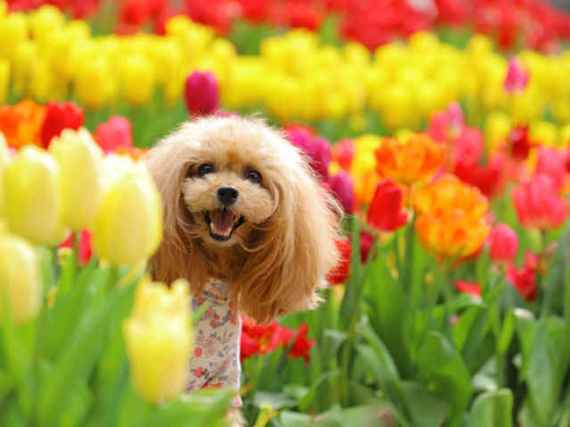 春は愛犬のホルモンバランスが乱れやすい季節？！