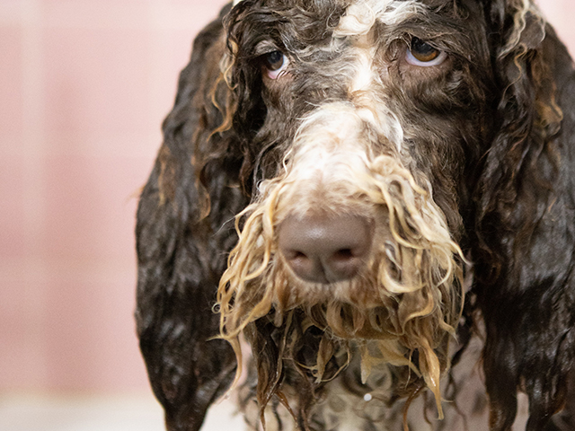 犬のお風呂のタイミングや湯舟に入れた方がいいの？