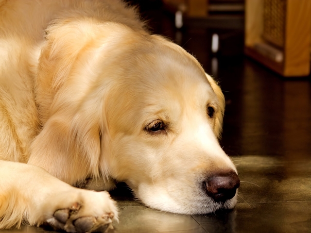 知っておくと安心！犬の嘔吐の原因と対処法