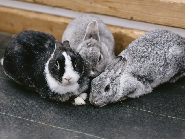 どんなウサギをお迎えする？ペット向けウサギ15種類の特徴や性格を紹介します！