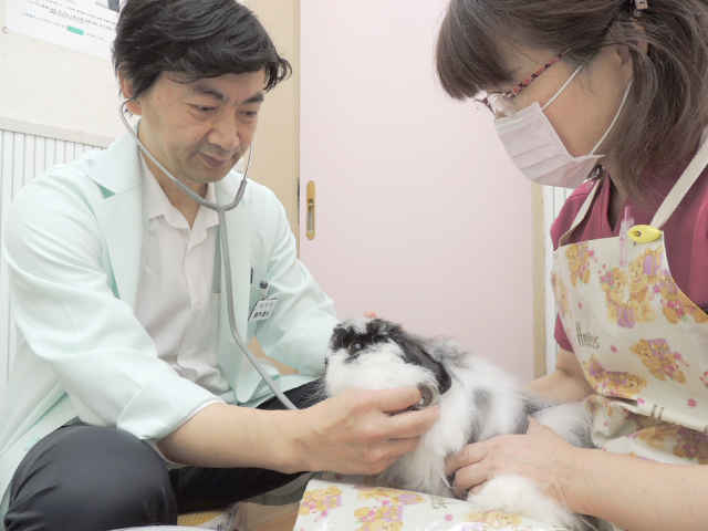 可愛動物病院 青葉台駅 犬 横浜ドクターズ